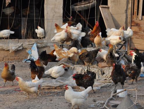 一种提高饲料利用率的肉鸡养殖方法