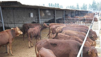 养殖牛时的注意事项